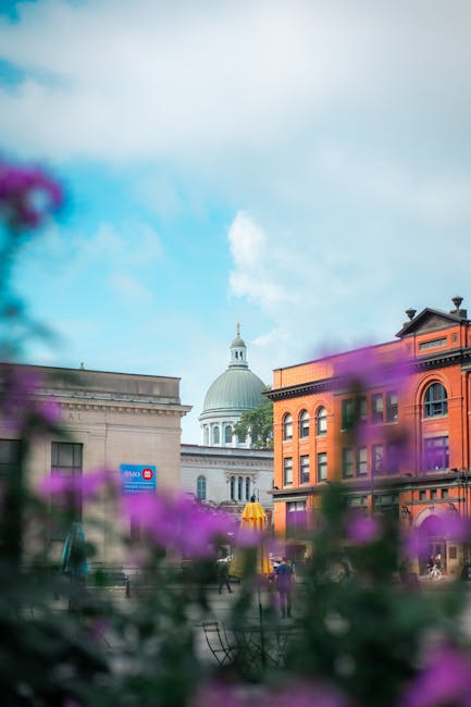 A view of a cityscape taken from a ground-level perspective with blurred purple flowers in the foreground. In the background, there are several multi-storey buildings, including a historic-style brick building with large windows, and a domed structure with a cupola, likely a government or institutional building, behind which a clear blue sky with some white clouds is visible. This image captures the urban environment during daytime, with natural lighting highlighting the architectural details. It reflects a typical setting where home relocation or furniture transport services, such as those provided by Removal Van Kingston, might occur, especially when moving across city landmarks or completing a move involving packing and loading furniture and boxes into vehicles for transportation.